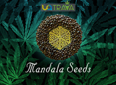 Секреты успешного выращивания семян Mandala Seeds