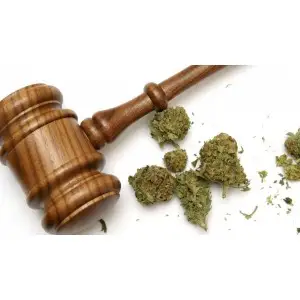 Семена марихуаны легальны кисти на конопли для фотошопа
