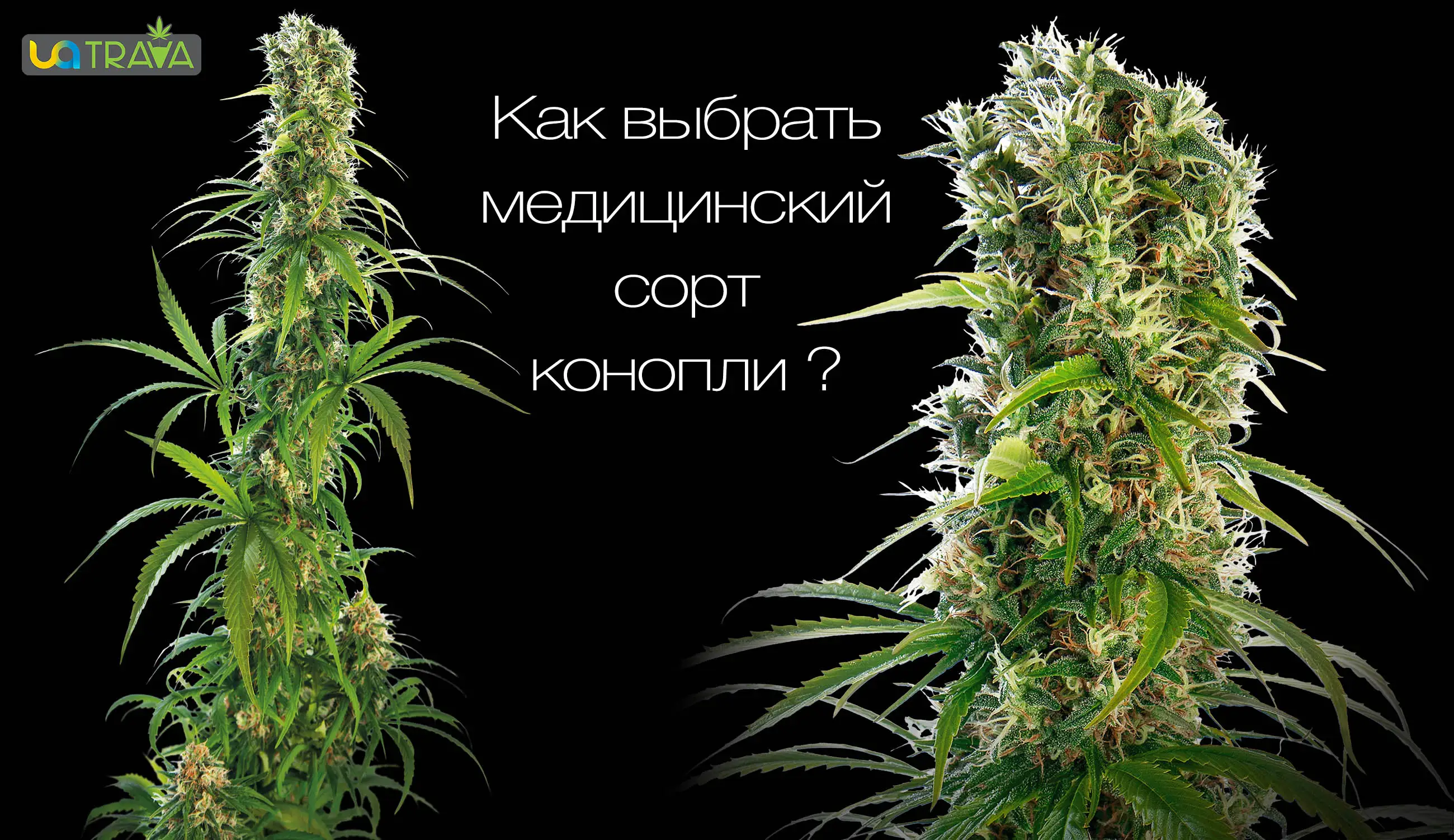 семена медицинской марихуаны