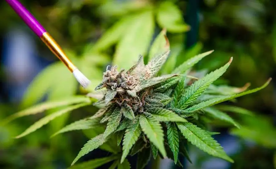 Регулярные семена марихуаны ускорить вывод марихуаны организма