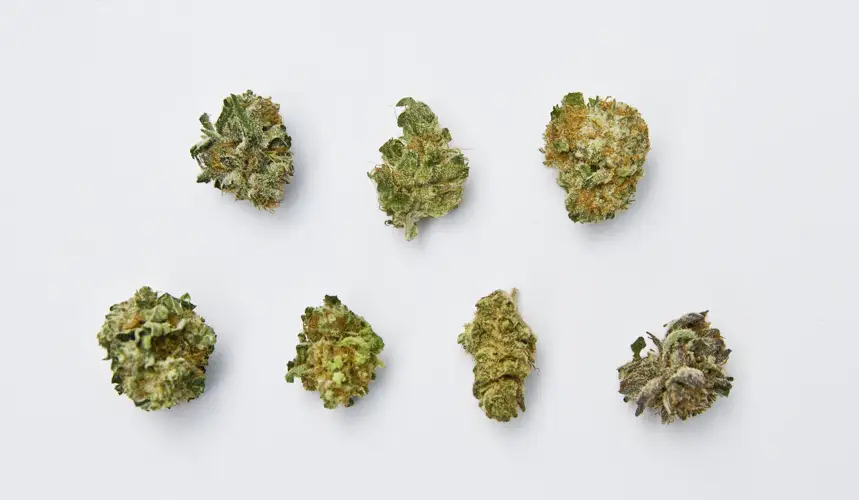 Виды шишек марихуаны