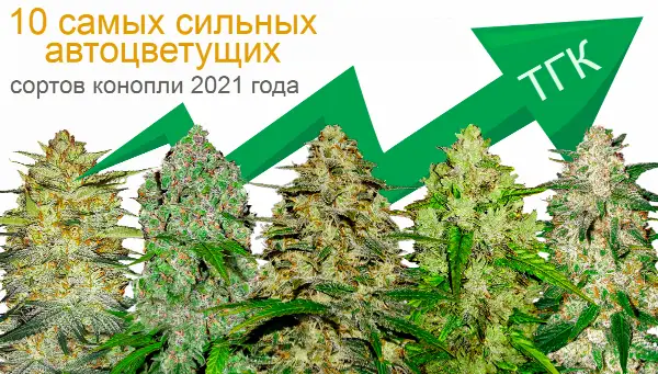 Автоцветущая марихуана гидропоника браузер тор со сменой ай ip скачать на русском с официального сайта