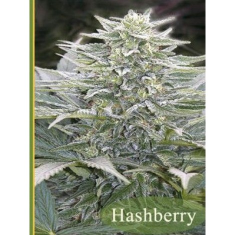 Hashberry от Mandala Seeds