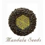 Hashberry от Mandala Seeds 2