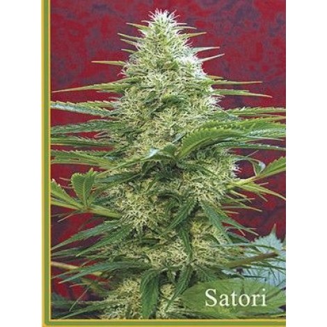 Satori (Regular edition)