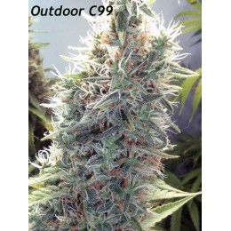 Outdoor C99