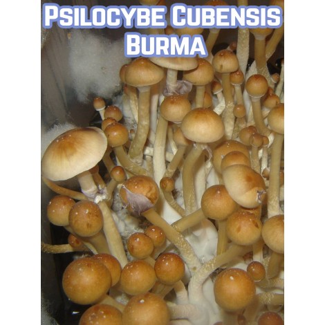 Psilocybe Cubensis Burma