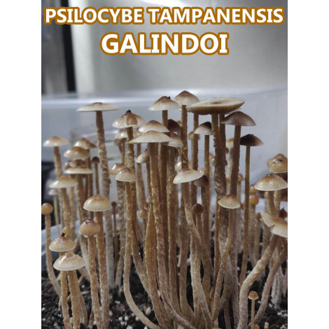 Psilocybe Tampanensis Galindoi
