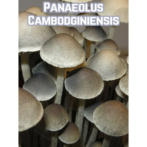 Panaeolus Cyanescens Сambodginiensis