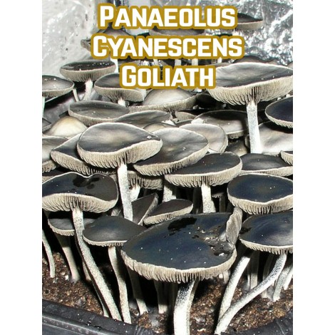 Panaeolus Cyanescens Goliath