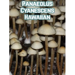 Panaeolus Cyanescens Hawaiian