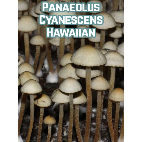 Panaeolus Cyanescens Hawaiian