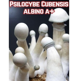 Psilocybe Cubensis Albino A+