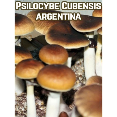 Psilocybe Cubensis Argentina