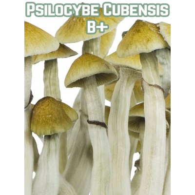 Psilocybe Cubensis B+