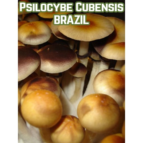 Psilocybe Cubensis Brazil