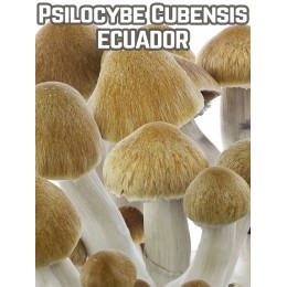 Psilocybe Cubensis Ecuador