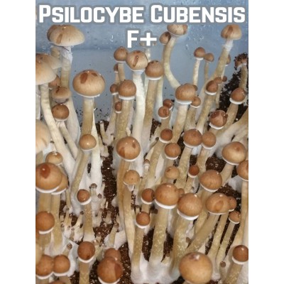Psilocybe Cubensis F +