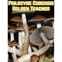Psilocybe Cubensis Golden Teacher