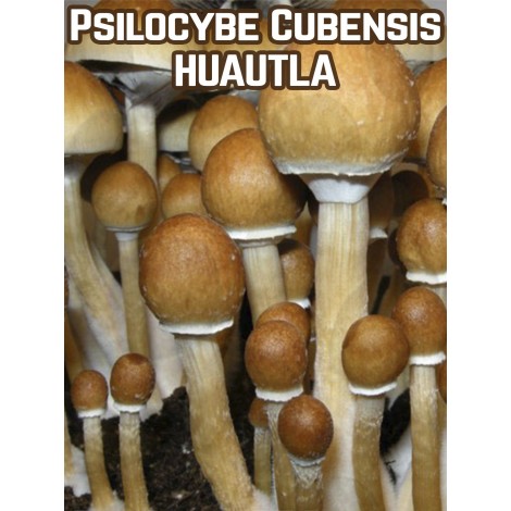 Psilocybe Cubensis Huautla