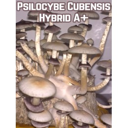 Psilocybe Cubensis Hybrid A+ 