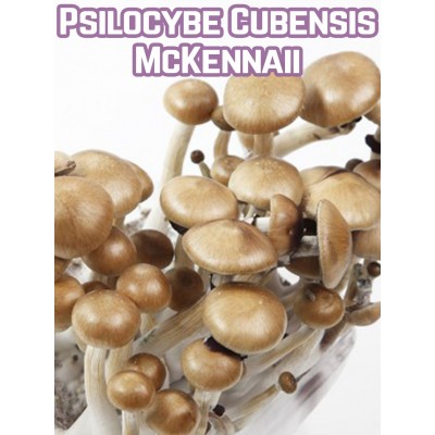 Psilocybe Cubensis McKennaii