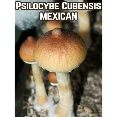 Psilocybe Cubensis Mexican