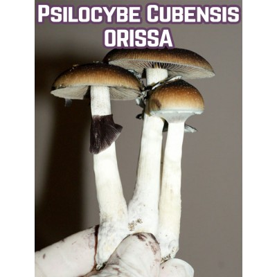 Psilocybe Cubensis Orissa