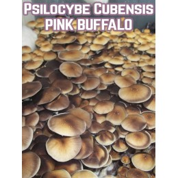 Psilocybe Cubensis Pink Buffalo