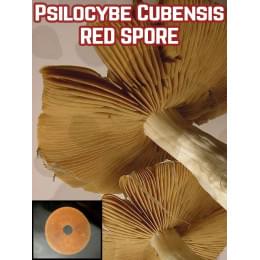 Espora roja de Psilocybe cubensis