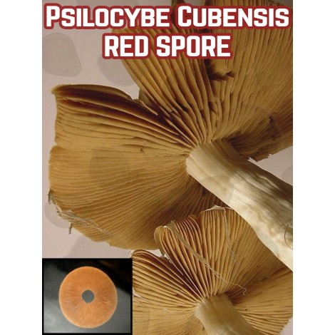 Psilocybe Cubensis Red Spore