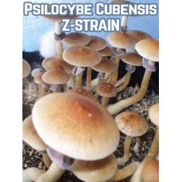 Psilocybe Cubensis Z-strain