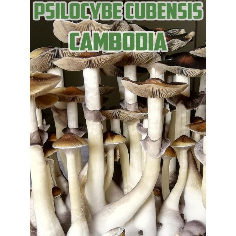 Psilocybe Cubensis Cambodian