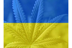 Старт легализации медицинской марихуаны в Украине