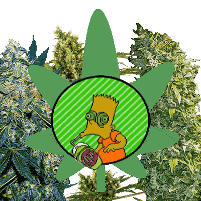 симпсоны онлайн марихуана