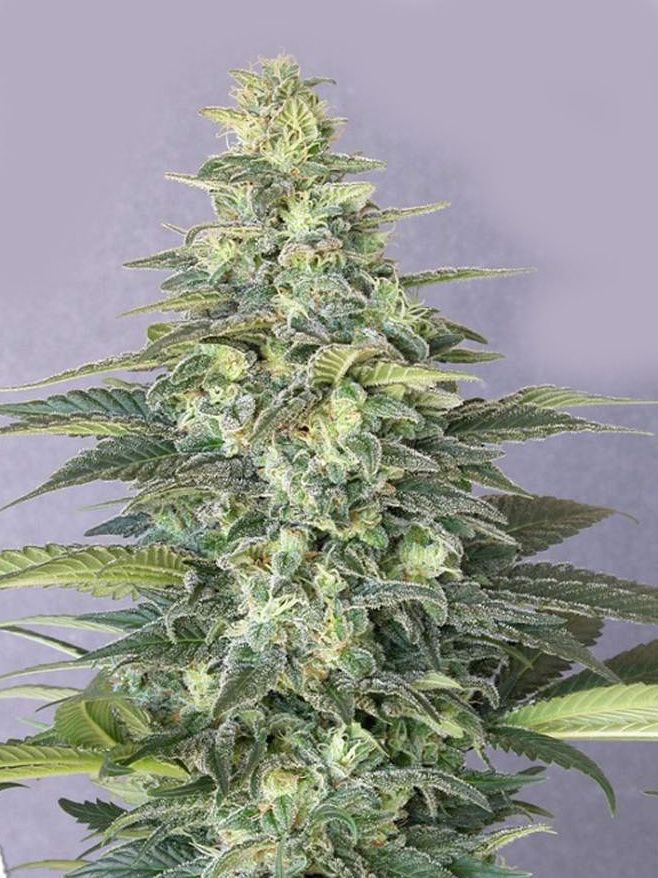 Купить семена марихуаны екатеринбурге мужское растение марихуаны тгк
