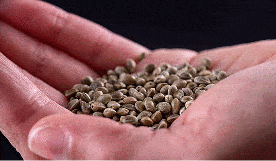 Запрещены ли семена конопли когда делать харвест марихуане